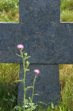 Thistle flower under alone stone Stock Photos