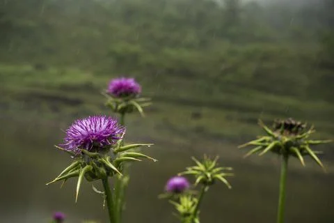 Thistle flower under the rain Stock Photos