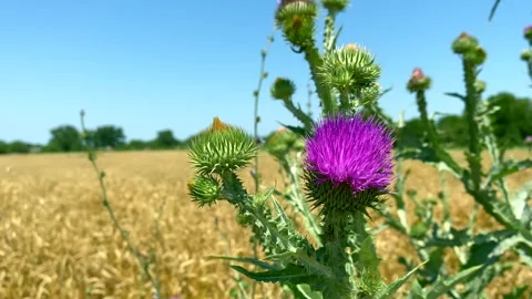 Thistle flower on wheat field. Close-up: thistle flower against blurred wheat Stock Footage 314112183