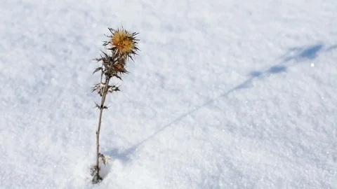 Thistle flower in winter Stock-Footage 85007390