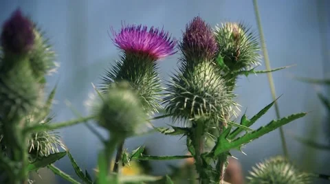 Thistle Flowers Blooming - Closeup Stock Footage