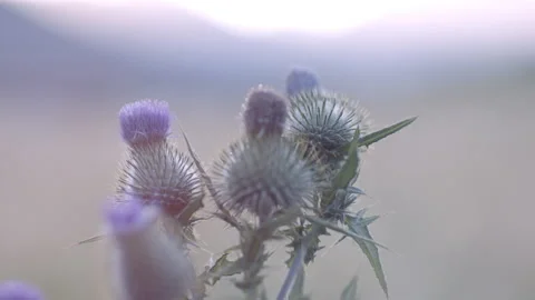 Thistle flowers in blue Stock Footage 159541828