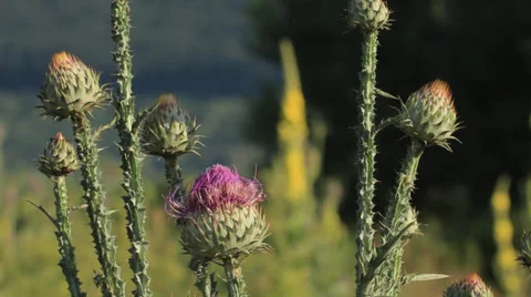 Thistle flowers, central Italy Stock Footage 34655390