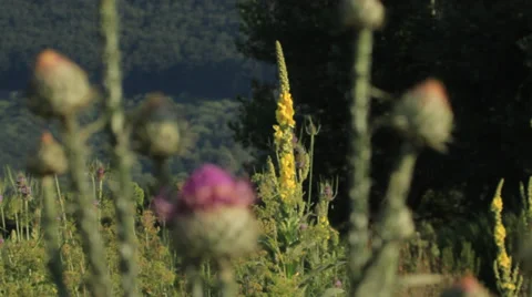 Thistle flowers - focus change Stock Footage 34654262