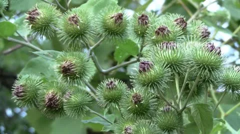 Thistle flowers 스톡 동영상 11365696