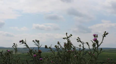 Thistle flowers Stock Footage 25906093