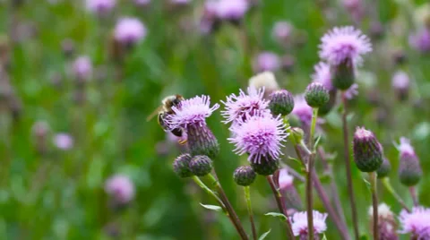  Thistle flowers. Stockbeeldmateriaal 27264626