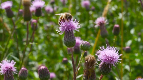  Thistle flowers. Stockbeeldmateriaal 27264709