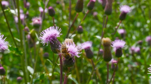  Thistle flowers. Stockbeeldmateriaal 27264890