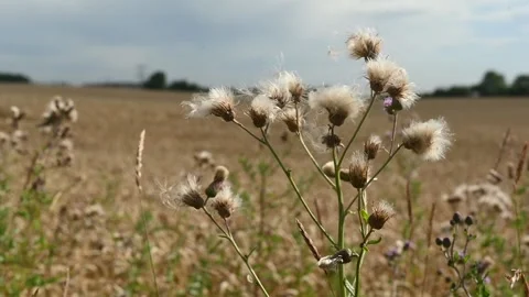 Thistle Flowers Видео 340774563