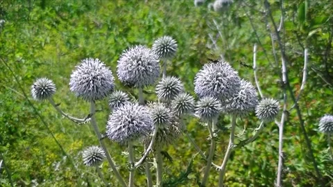 Thistle flowers with insects sitting on them swing in the wind Stock Footage 165127553