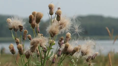Thistle flowers lint Stock Footage 22014765