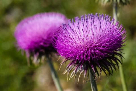 Thistle flowers Foto stock