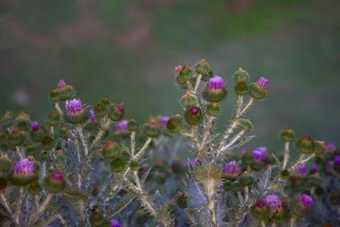Thistle flowers with sharp thorns at the bottom of the frame in a row. Foto stock
