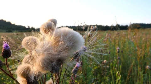 Thistle fluff moves and flies in the wind. Violet and lilac flowers Stock Footage 120725957