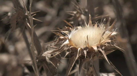 Thistle Vídeos de archivo 88609