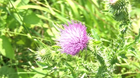 Thistle Stock Footage 7764042