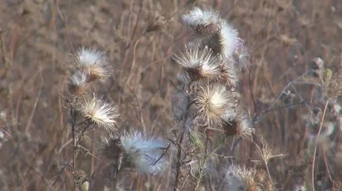 Thistle Vidéo 8847616