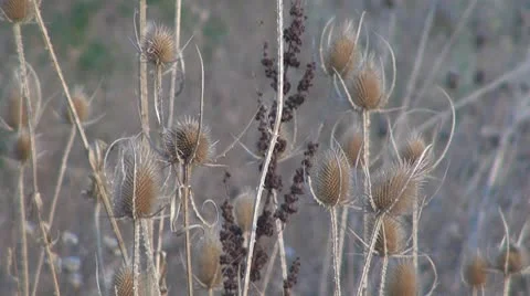 Thistle Stock-Footage 8847624