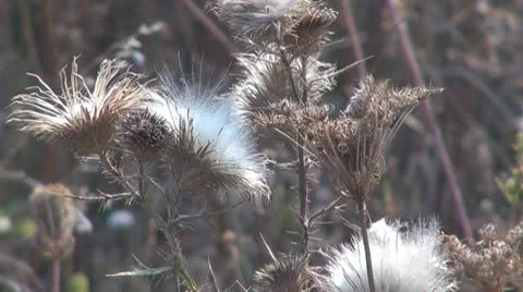 Thistle Видео 8847634