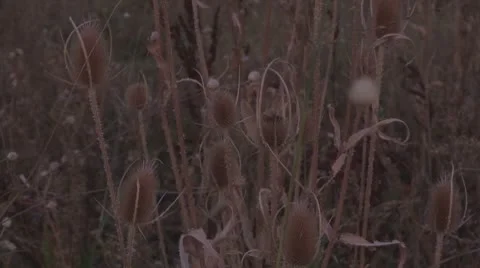 Thistle Видео 8847673