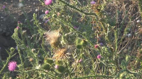 Thistle Vidéo 8847677