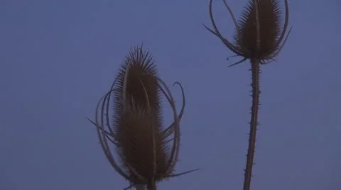 Thistle Vídeos de archivo 8847908