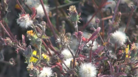 Thistle 스톡 동영상 8847909