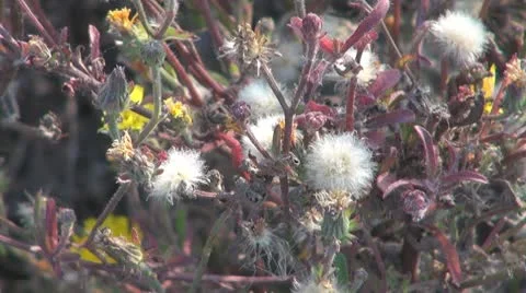 Thistle Stock Footage 8847914