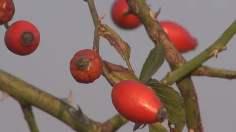 Thistle Video stock 8847918