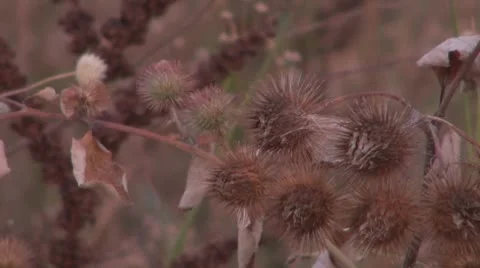 Thistle Vídeos de archivo 8847921