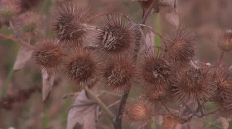 Thistle Video stock 8847924