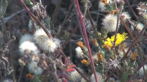 Thistle 스톡 동영상 8847940