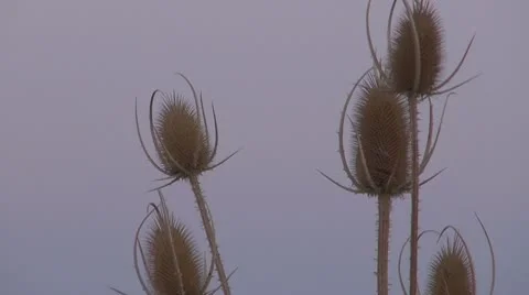 Thistle Video stock 8847946