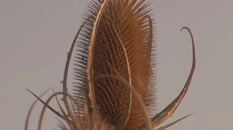 Thistle Vídeos de archivo 8847947