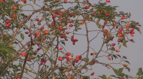 Thistle Vídeos de archivo 8847956