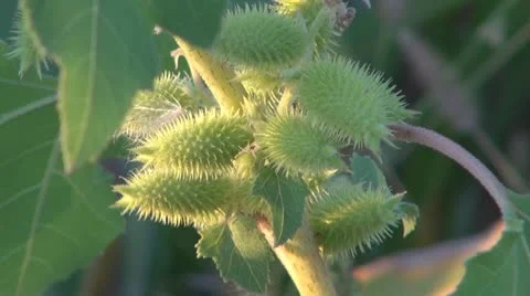 Thistle Vidéo 8847957