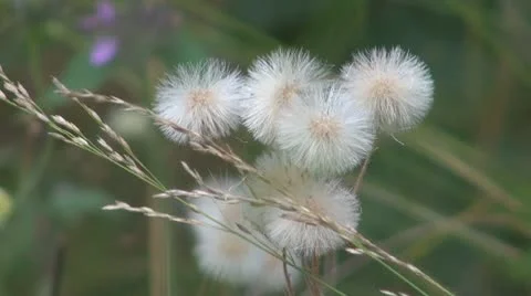 Thistle Stock-Footage 8848796