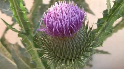 Thistle, Stock Footage 11267107