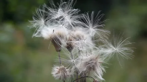 Thistle Stock Footage