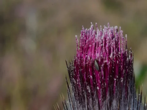 Thistle Stock Footage 75812592