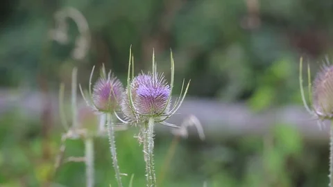 Thistle Stock Footage 113848300