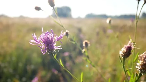 Thistle Stock Footage 145090595