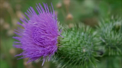 Thistle Stock Footage 204906681