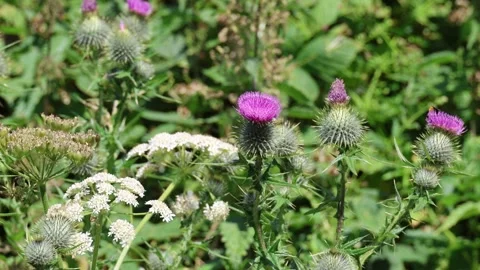 Thistle 库存影片 341107696