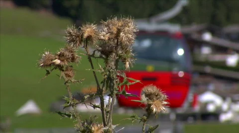 Thistle in front of blurred ropeway Stock Footage 536391