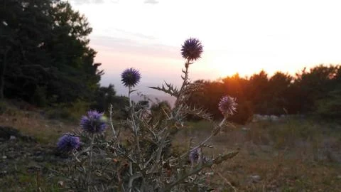 Thistle front of the sunset Stock Photos
