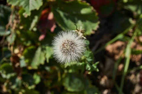 Thistle on a garden plot. Thistle seeds are ready to scatter in the wind. Stock Photos