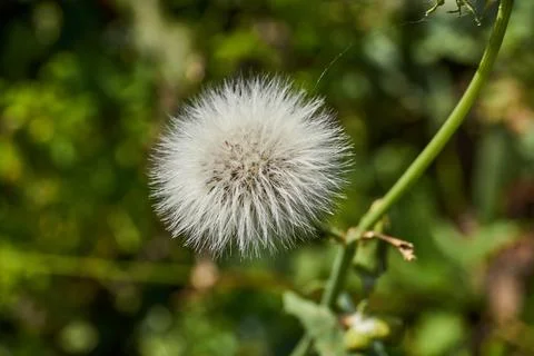 Thistle on a garden plot. Thistle seeds are ready to scatter in the wind. Foto stock
