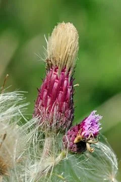 Thistle going into seed Stock Photos